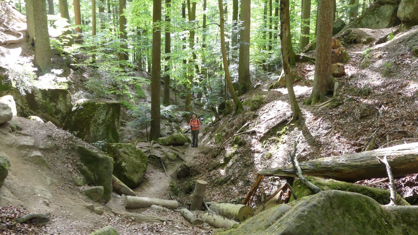 Welzheimer Wald zwischen Ebnisee und Gallengrotte P1000152blurk