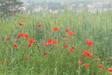 Jahr 2024 Bildergalerie &raquo; 2024-06-03 Remseck Hartwald Oeffinger Berg Stuttgart-Hofen