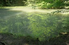 Jahr 2025 Bildergalerie &raquo; 2025-06-16 Feenspuren Waldzauber Welzheimer Wald