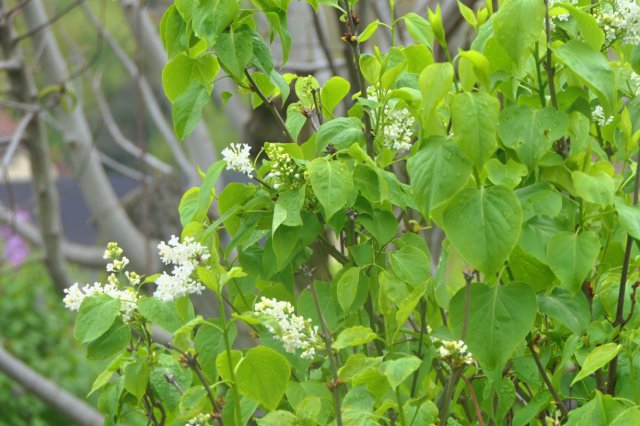 p1060620landsch_wolkk