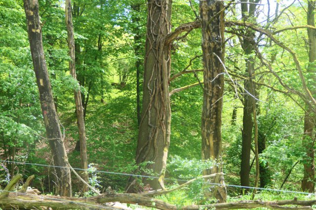 p1060650color_itk